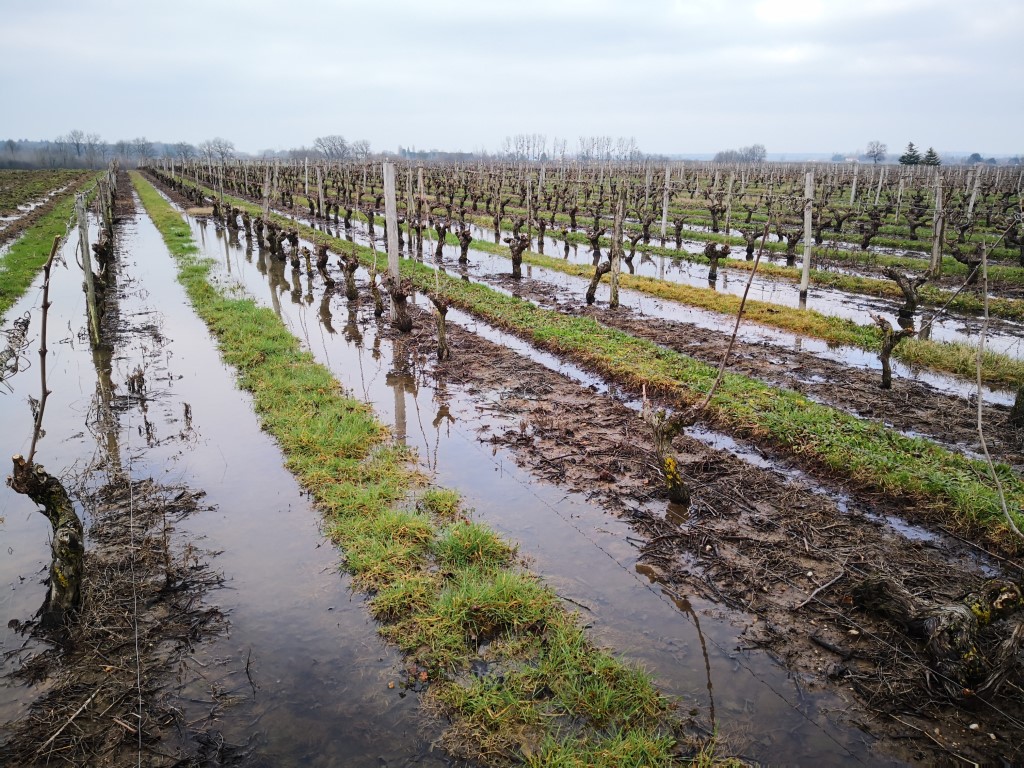 les-vignes-inondees