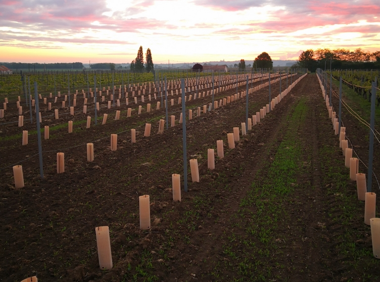 nouvelles-plantations